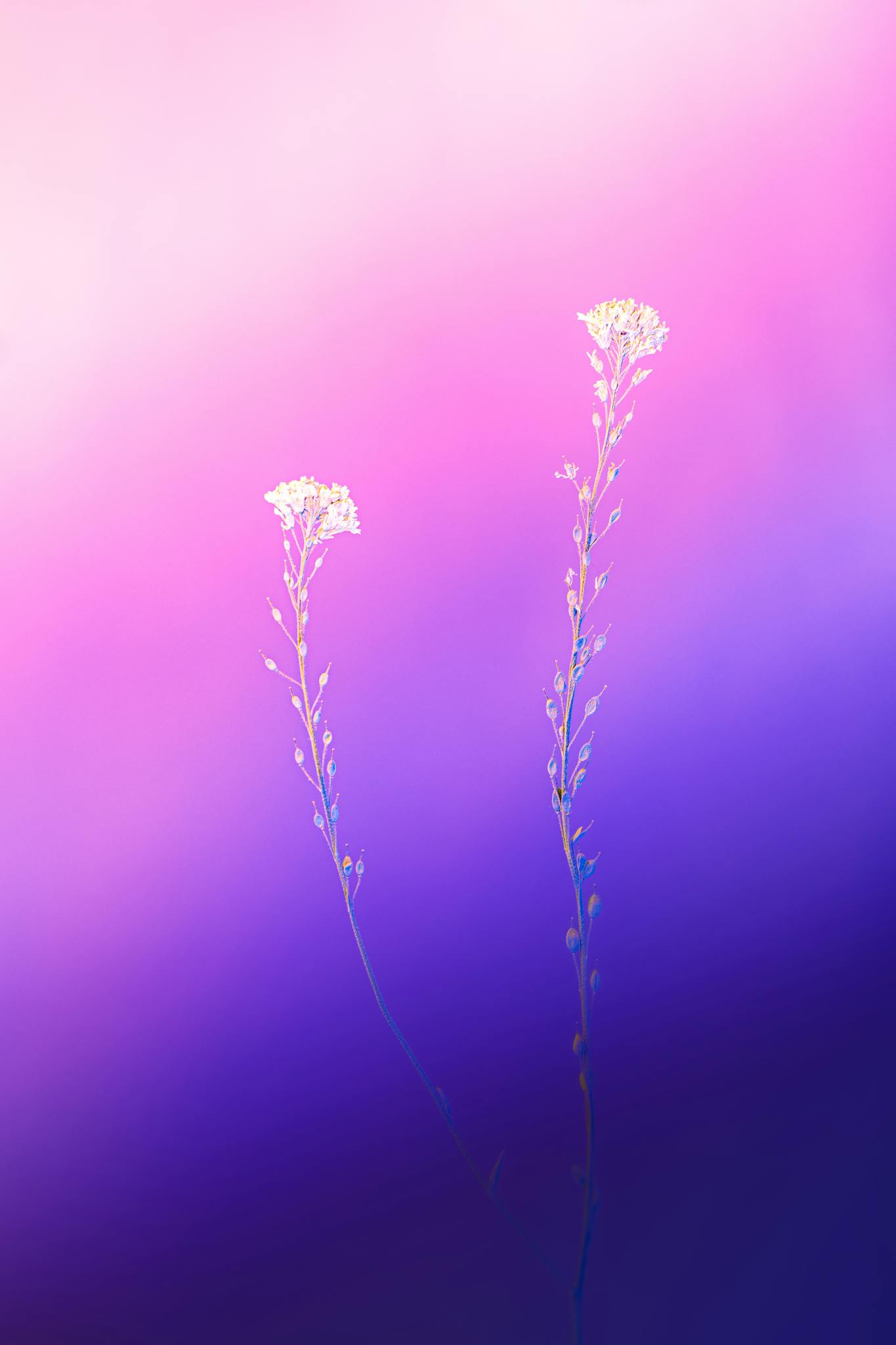 Purple Flower in Macro Lens